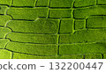 Aerial top view rice fields agriculture land, Rice fields prepare the harvest, Beautiful rice fields nature landscape texture and background. 132200447