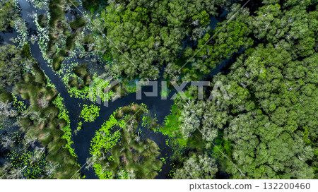 Aerial top view jungle wetlands wilderness, Wetlands crucial for biodiversity, Swamp landscape ecological reserve in wildlife, Greenery rural area with swamp. 132200460