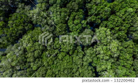 Aerial top view jungle wetlands wilderness, Wetlands crucial for biodiversity, Swamp landscape ecological reserve in wildlife, Greenery rural area with swamp. 132200462
