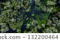 Aerial top view jungle wetlands wilderness, Wetlands crucial for biodiversity, Swamp landscape ecological reserve in wildlife, Greenery rural area with swamp. 132200464