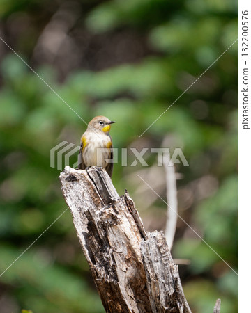 Yellow-rumped warbler, Setophaga coronata, perched on a tree limb in Colorado Yellow-rumped warbler, Setophaga coronata, perched on a tree limb in Colorado 132200576