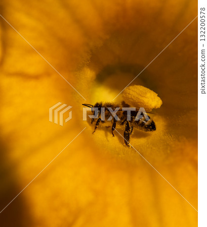 Single western honeybee, Apis mellifera, gathering pollen from an orange squash flower 132200578