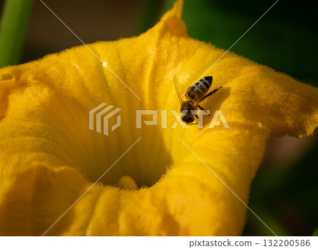Western Honeybee, Apis mellifera, crawling into a pumpkin flower in golden light 132200586