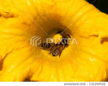Three honeybees gathering pollen from a pumpkin flower 132200588