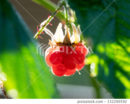 Macro photo of a ripe raspberry, lit from behind Macro photo of a ripe raspberry, lit from behind 132200592