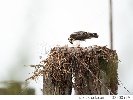Osprey Pandion haliaetus eating a fish in its nest in Washington State 132200599