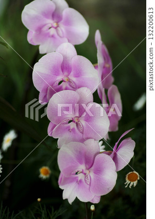 Phalaenopsis orchid Phalaenopsis orchid 132200613
