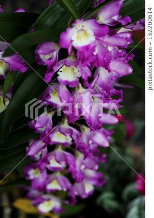 Dendrobium Dendrobium 132200614