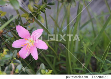 球形百葉窗：可愛的粉紅色花朵 132200638