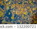Colorful autumn leaves in autumn, autumn background 132200721