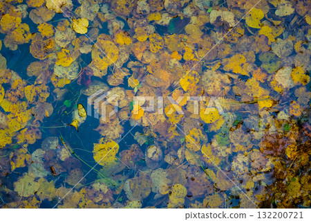 Colorful autumn leaves in autumn, autumn background 132200721