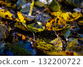 Colorful autumn leaves in autumn, autumn background 132200722