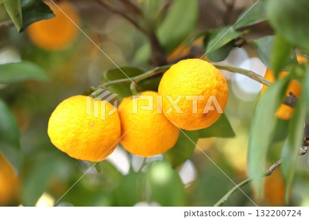 Eggplant fruit 132200724