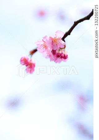 Cherry blossoms Kawazu cherry blossoms vertical position Cherry blossoms Kawazu cherry blossoms vertical position 132200725