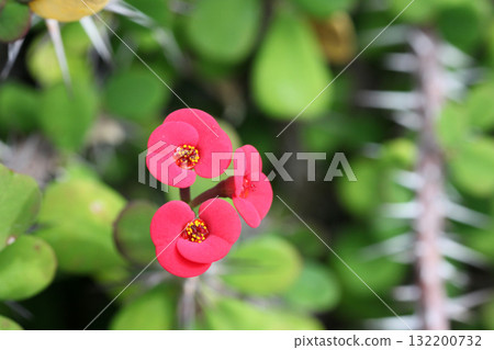 花長頸鹿 花長頸鹿 132200732