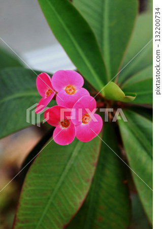 花長頸鹿 132200734