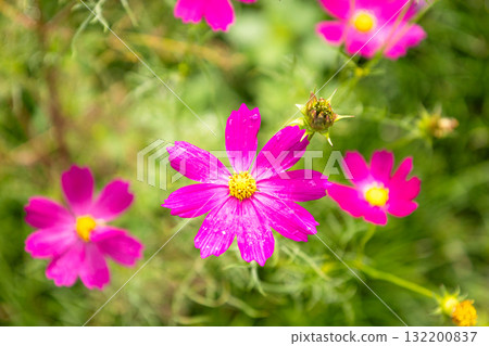 Pink cosmos flowers blooming in late autumn Pink cosmos flowers blooming in late autumn 132200837