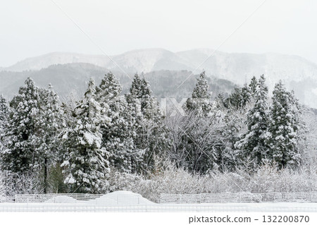 白雪覆蓋的常綠樹木 白雪覆蓋的常綠樹木 132200870