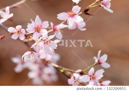 Sakura Higan Sakura 132200951