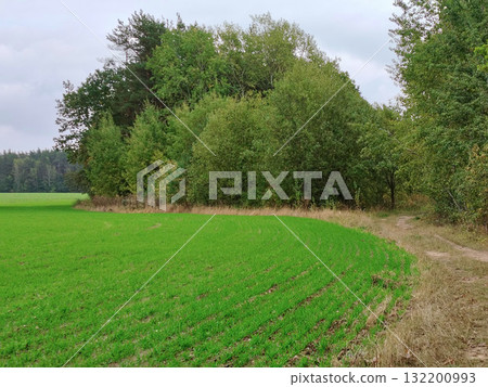 Field of bright green young crops next to forest. Field of bright green young crops next to forest. 132200993