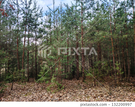 Young pine forest and a ground covered in fallen needles and leaves. Young pine forest and a ground covered in fallen needles and leaves. 132200997