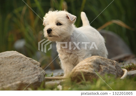 Welsh Highland White terrier 132201005
