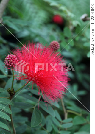 朱纓花 朱纓花 132201048
