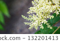 一株可愛的奶油色植物 132201413
