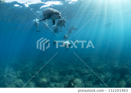 一群寬吻海豚在藍色的大海中暢遊 132201463