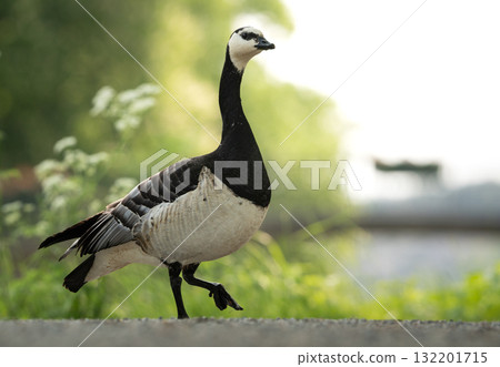 Barnacle goose, Branta leucopsis, walking across a path in Stockholm Barnacle goose, Branta leucopsis, walking across a path in Stockholm 132201715