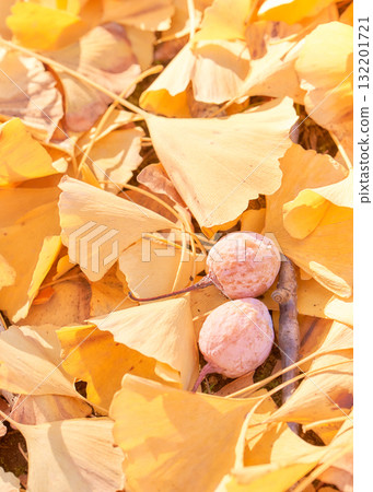 路邊銀杏果和落葉的特寫 路邊銀杏果和落葉的特寫 132201721