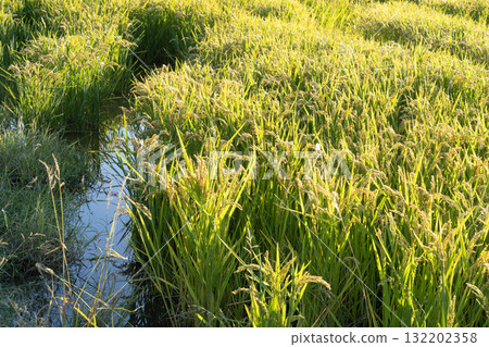 rice cultivation 132202358