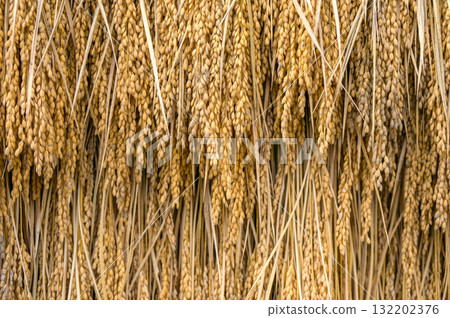 Rice hanging on racks 132202376