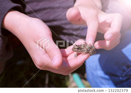 Boy holds in hands catching little frog and touches it back, hands closeup. 132202379