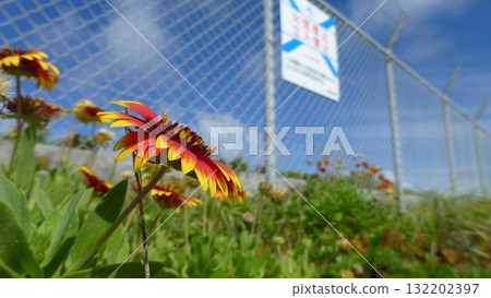 在Kikai島的大博客花 132202397