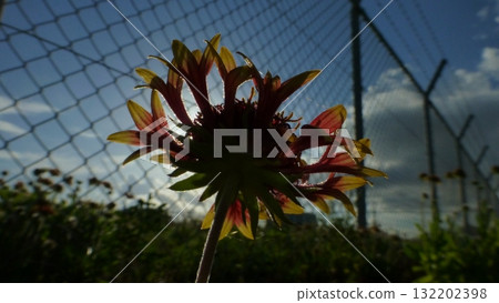 在Kikai島的大博客花 132202398