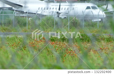 Kikaijima's suicide flower (Gaillardia daisy) 132202400