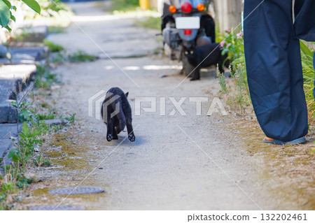 Island cats in the alleys. Zamami Port, Zamami Island, Kerama Islands, Shimajiri District, Okinawa Prefecture - 2025, 40km west of the main island of Okinawa 132202461