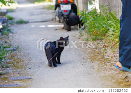 Island cats in the alleys. Zamami Port, Zamami Island, Kerama Islands, Shimajiri District, Okinawa Prefecture - 2025, 40km west of the main island of Okinawa 132202462