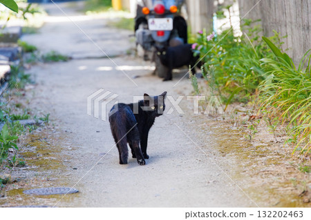 Island cats in the alleys. Zamami Port, Zamami Island, Kerama Islands, Shimajiri District, Okinawa Prefecture - 2025, 40km west of the main island of Okinawa Island cats in the alleys. Zamami Port, Zamami Island, Kerama Islands, Shimajiri District, Okinawa Prefecture - 2025, 40km west of the main island of Okinawa 132202463