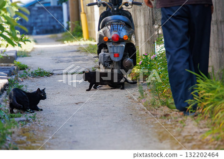 Island cats in the alleys. Zamami Port, Zamami Island, Kerama Islands, Shimajiri District, Okinawa Prefecture - 2025, 40km west of the main island of Okinawa 132202464