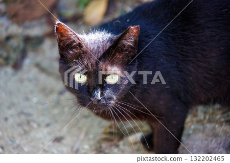 Island cats in the alleys. Zamami Port, Zamami Island, Kerama Islands, Shimajiri District, Okinawa Prefecture - 2025, 40km west of the main island of Okinawa Island cats in the alleys. Zamami Port, Zamami Island, Kerama Islands, Shimajiri District, Okinawa Prefecture - 2025, 40km west of the main island of Okinawa 132202465