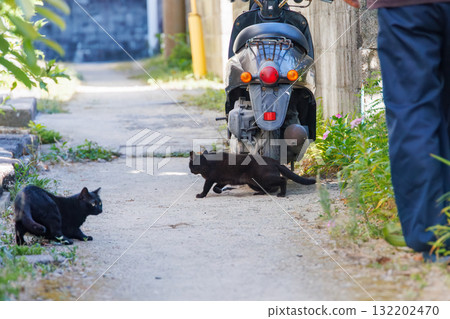 Island cats in the alleys. Zamami Port, Zamami Island, Kerama Islands, Shimajiri District, Okinawa Prefecture - 2025, 40km west of the main island of Okinawa 132202470