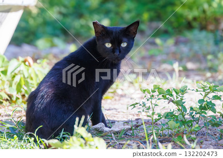 Island cats in the alleys. Zamami Port, Zamami Island, Kerama Islands, Shimajiri District, Okinawa Prefecture - 2025, 40km west of the main island of Okinawa 132202473