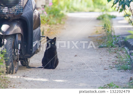 巷子裡的島貓。沖繩縣島尻郡慶良間諸島座間味島座間味港 - 2025,沖繩本島以西40公里 巷子裡的島貓。沖繩縣島尻郡慶良間諸島座間味島座間味港 - 2025,沖繩本島以西40公里 132202479