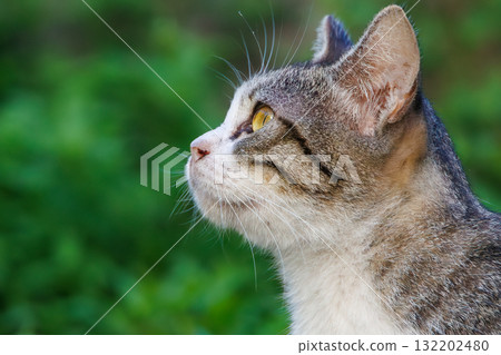 Island cats in the alleys. Zamami Port, Zamami Island, Kerama Islands, Shimajiri District, Okinawa Prefecture - 2025, 40km west of the main island of Okinawa 132202480