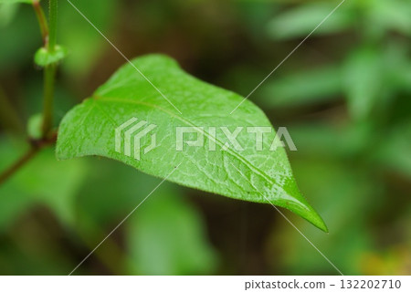 Mizosoba leaves Mizosoba leaves 132202710