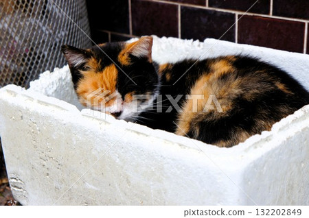 Cat napping in styrofoam 132202849