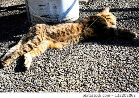Next to a cat taking a nap on the sidewalk Next to a cat taking a nap on the sidewalk 132202862