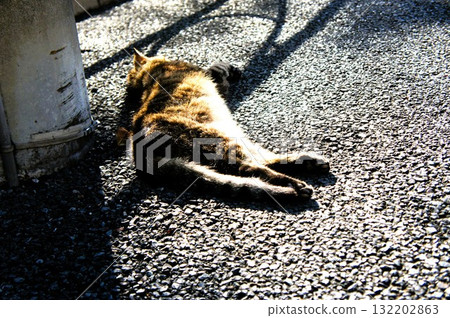 The back view of a cat taking a nap on the sidewalk The back view of a cat taking a nap on the sidewalk 132202863
